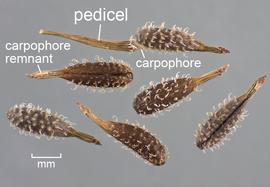   Fruits:   Anthriscus caucalis ; Photo by D. Walters and C. Southwick, Table Grape Weed Disseminule ID
